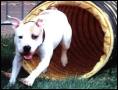 Agility